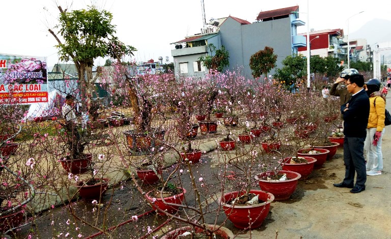 Hoa đào ngày tết